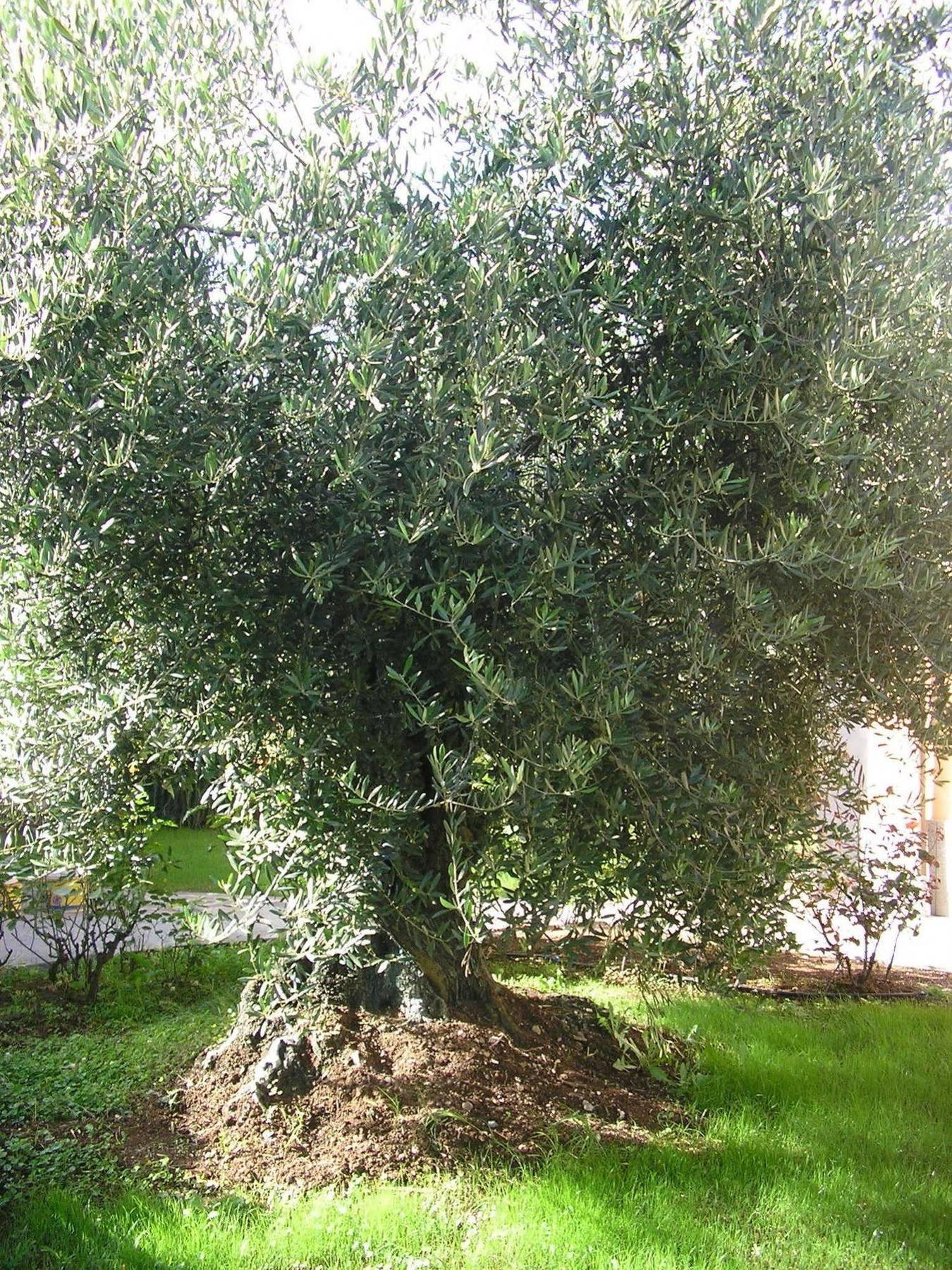 Al Vecchio Olivo Bed & Breakfast Frascati Eksteriør bilde